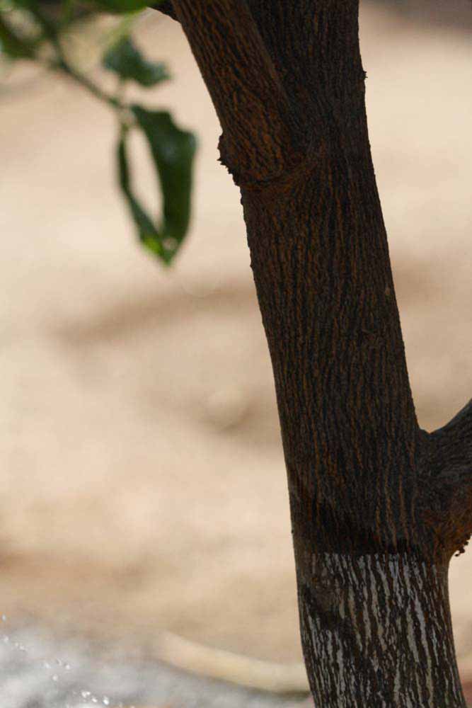            Bark (Riverside, CA)   